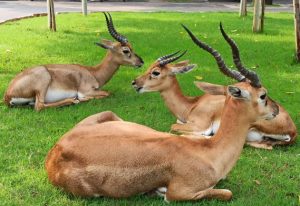 IIT Madras campus